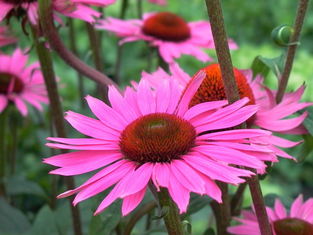 Rotblühender Scheinsonnenhut 'Ruby Giant' - Echinacea purpurea 'Ruby Giant'
