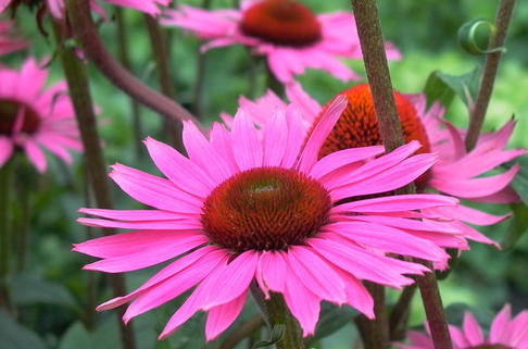 Rotblühender Scheinsonnenhut 'Ruby Giant' - Echinacea purpurea 'Ruby Giant'