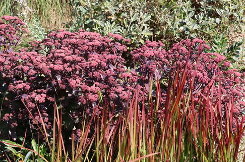 Rotbraunblättriges Fettblatt 'Xenox' - Sedum telephium 'Xenox'
