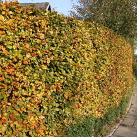 Rotbuche - Fagus sylvatica
