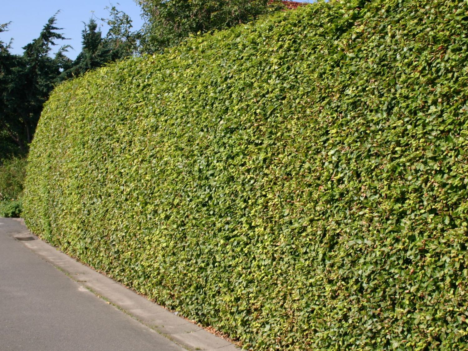 Rotbuche - Fagus sylvatica