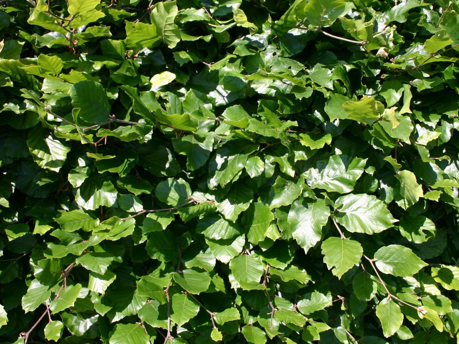 Rotbuche - Fagus sylvatica