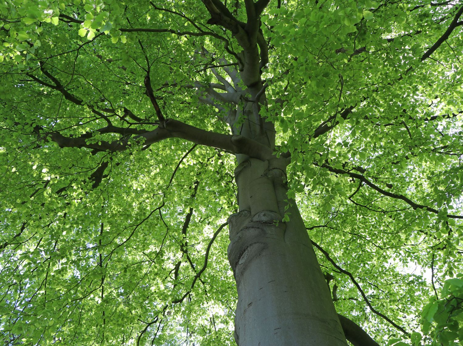 Rotbuche - Fagus sylvatica