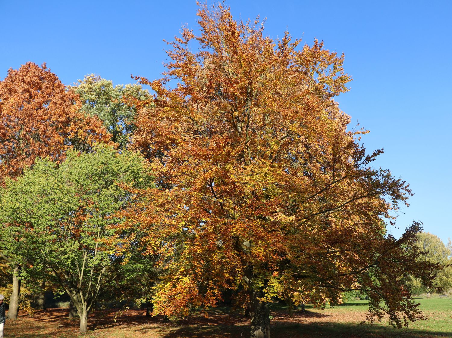Rotbuche - Fagus sylvatica