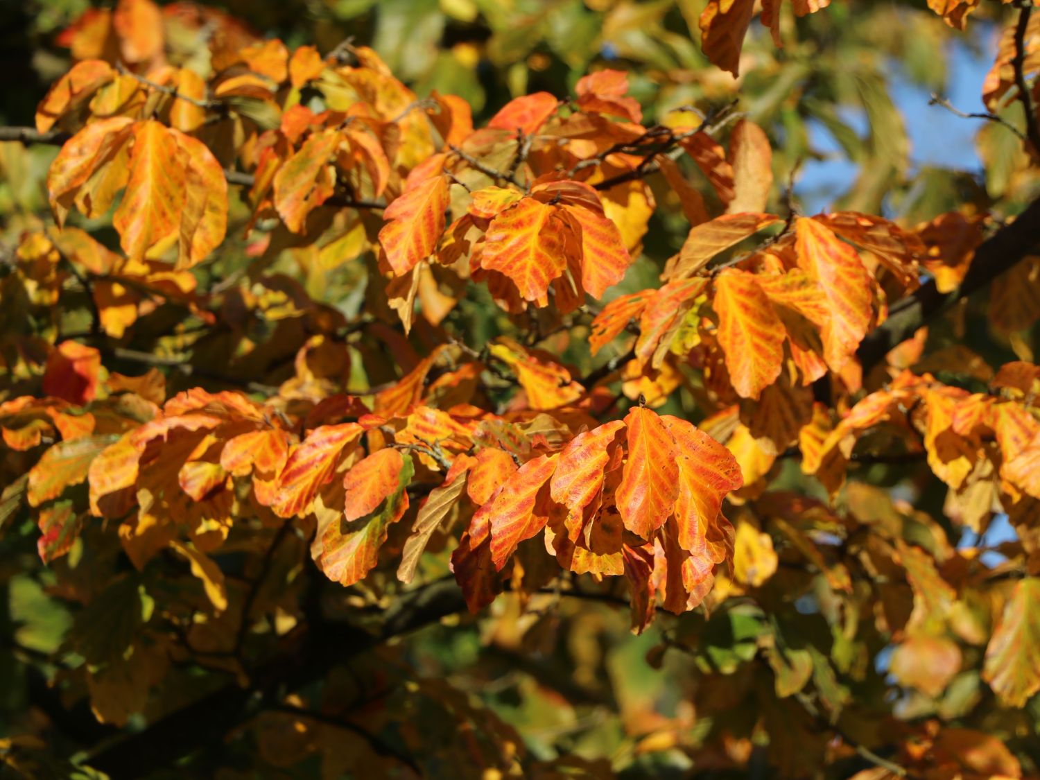 Rotbuche - Fagus sylvatica