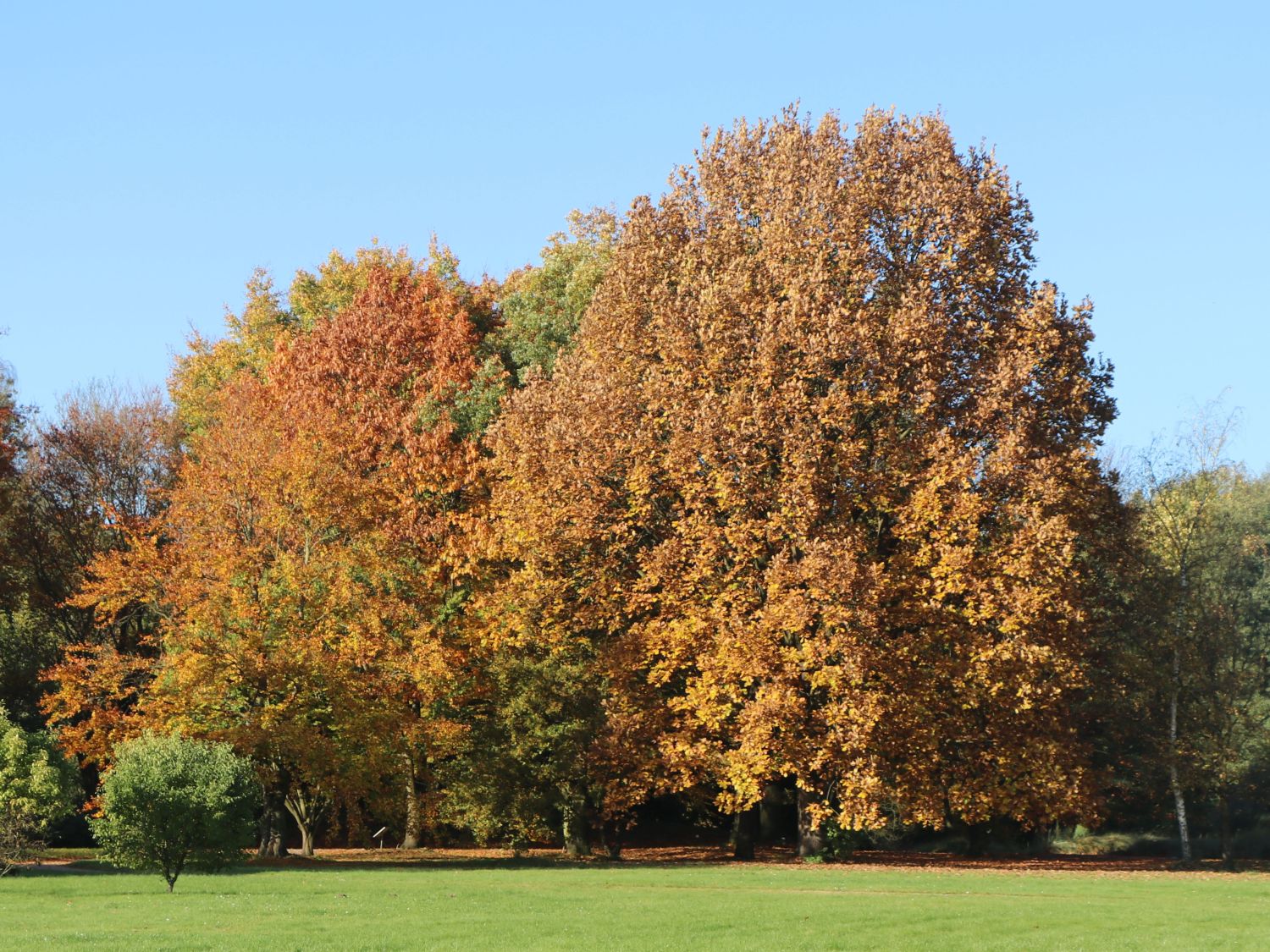 Rotbuche - Fagus sylvatica