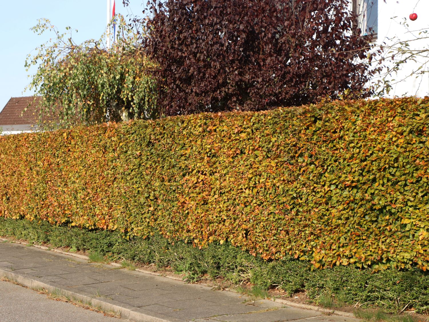 Rotbuche - Fagus sylvatica