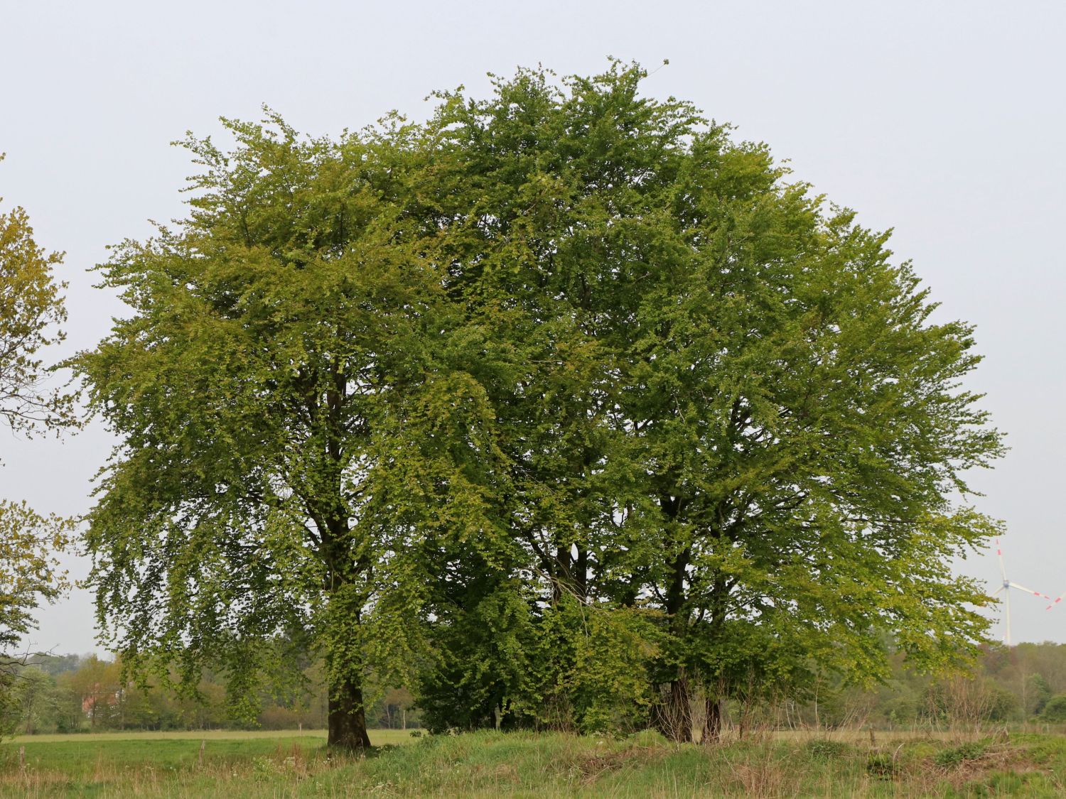 Rotbuche - Fagus sylvatica