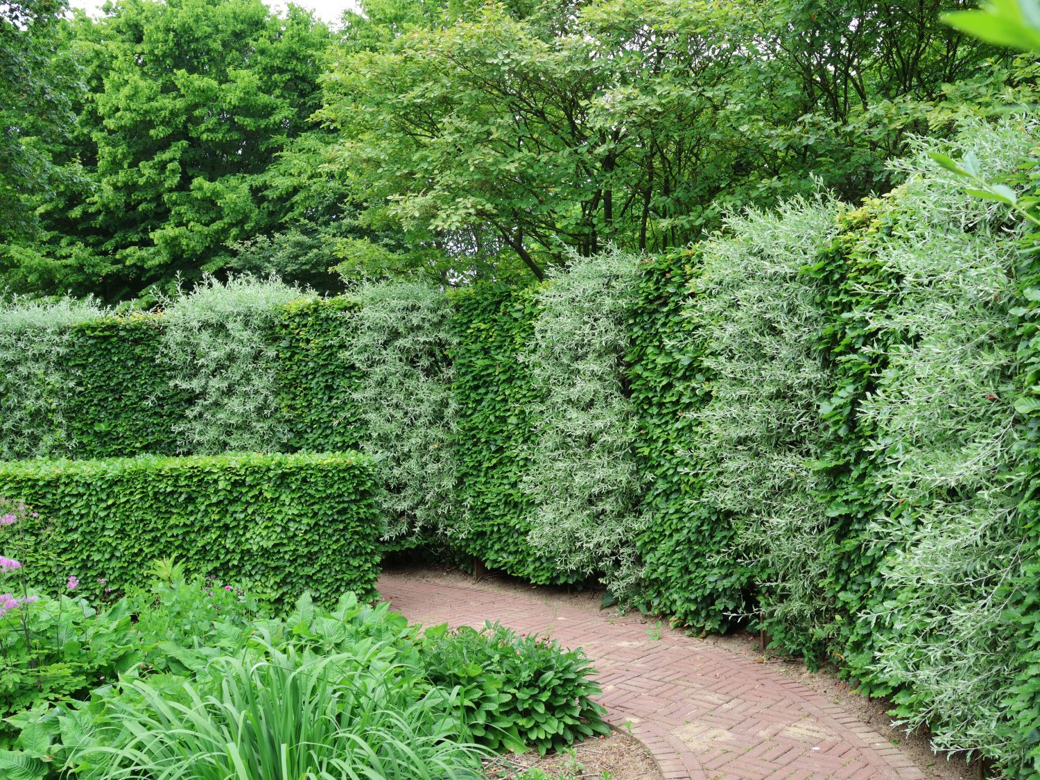 Rotbuche - Fagus sylvatica