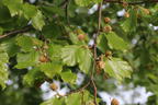 Rotbuche - Fagus sylvatica