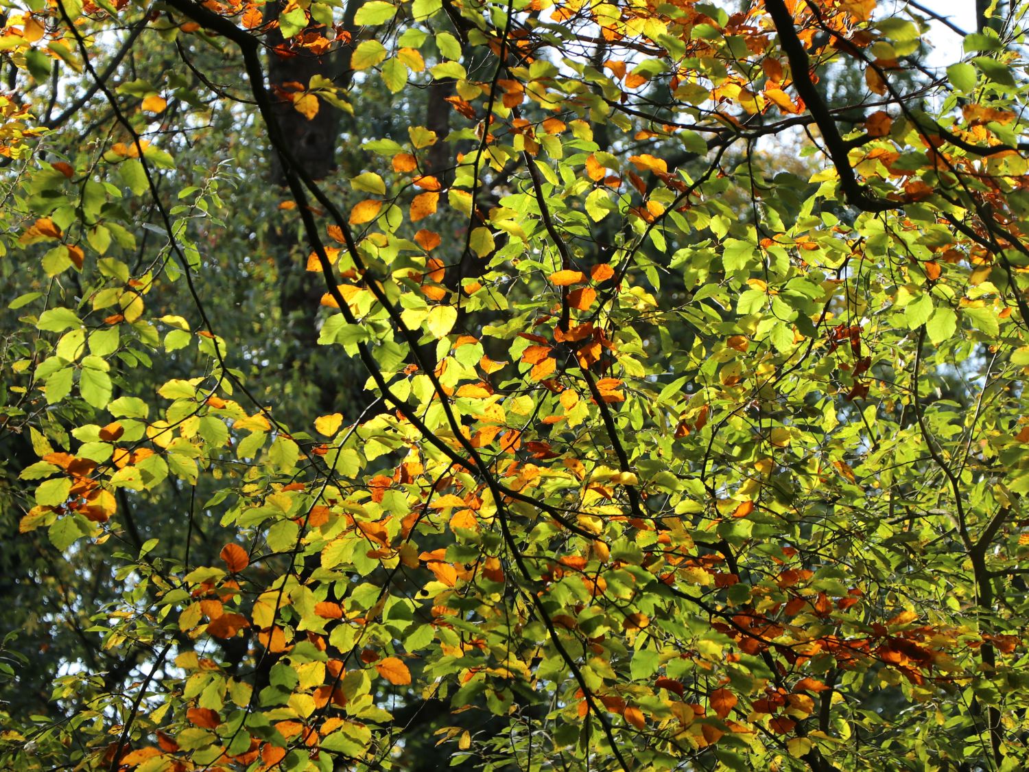 Rotbuche - Fagus sylvatica