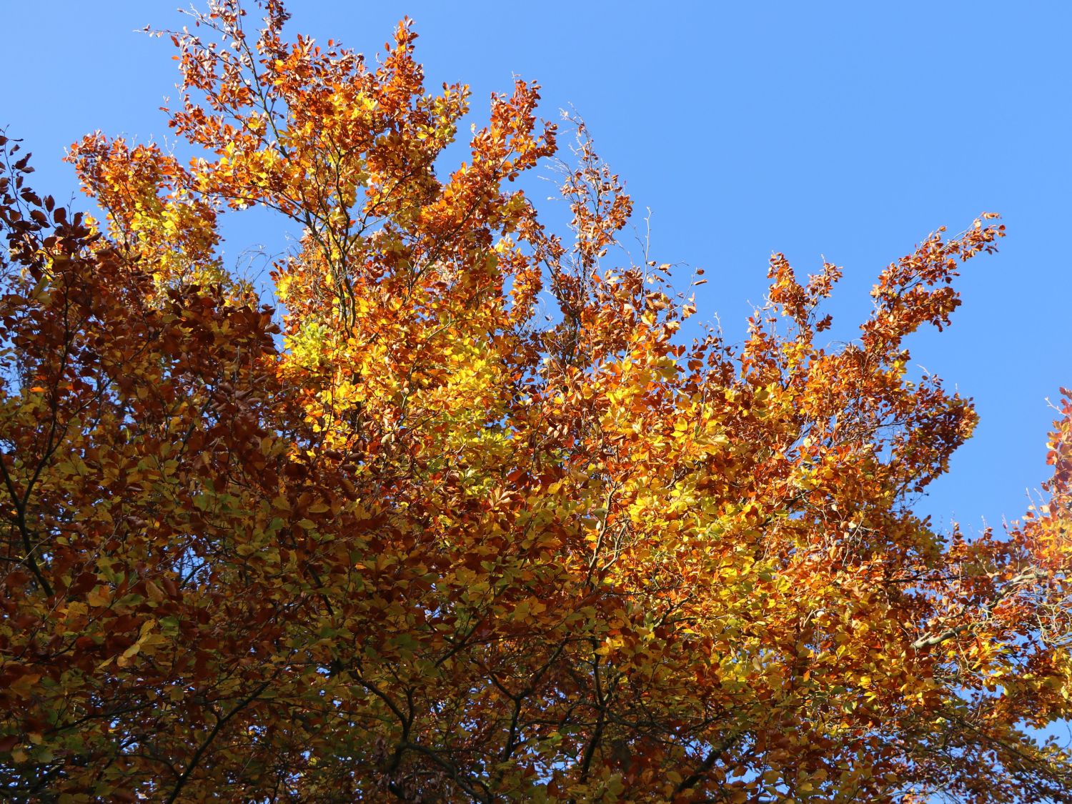 Rotbuche - Fagus sylvatica