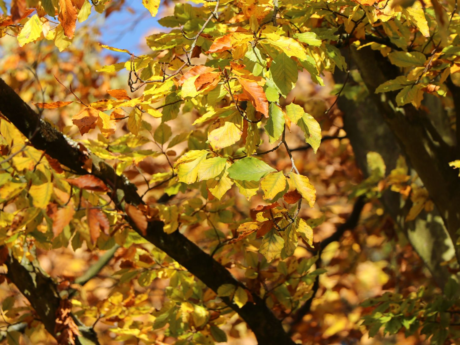 Rotbuche - Fagus sylvatica
