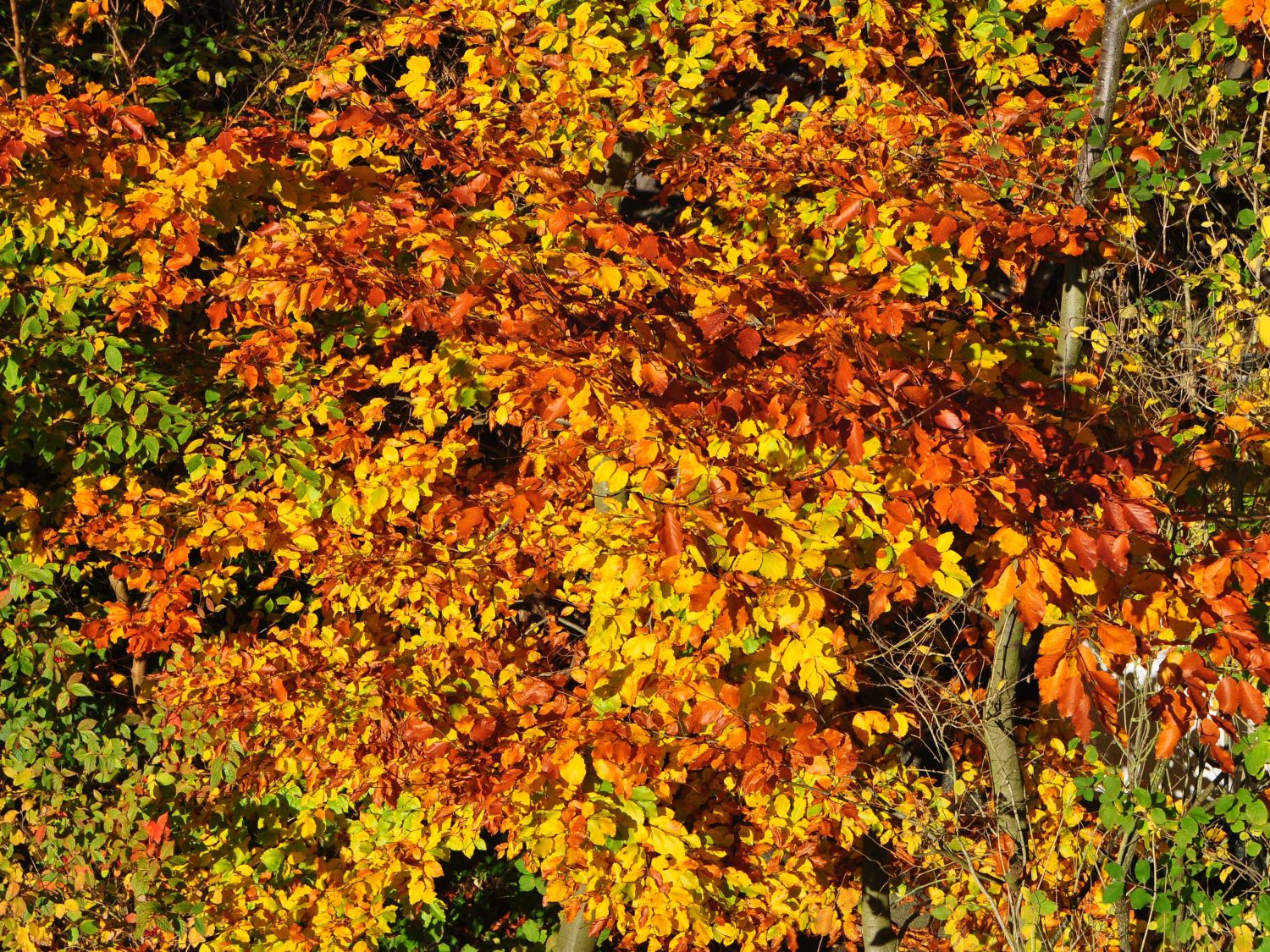 Rotbuche - Fagus sylvatica