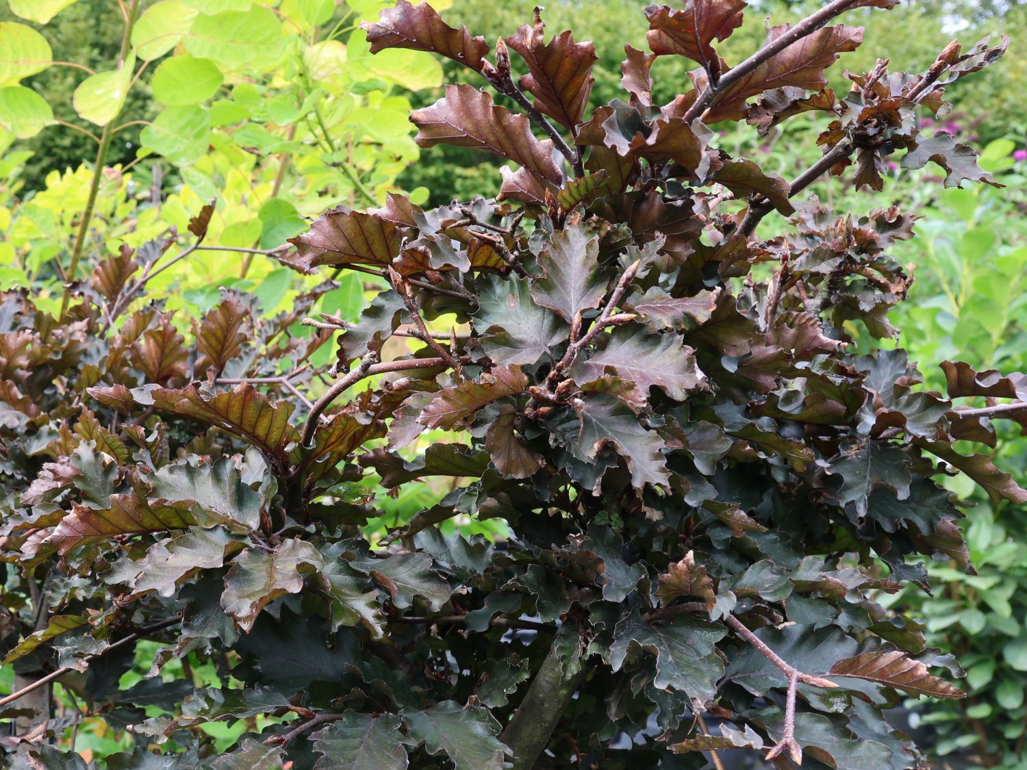 Rotbuche 'Rohan Weeping'