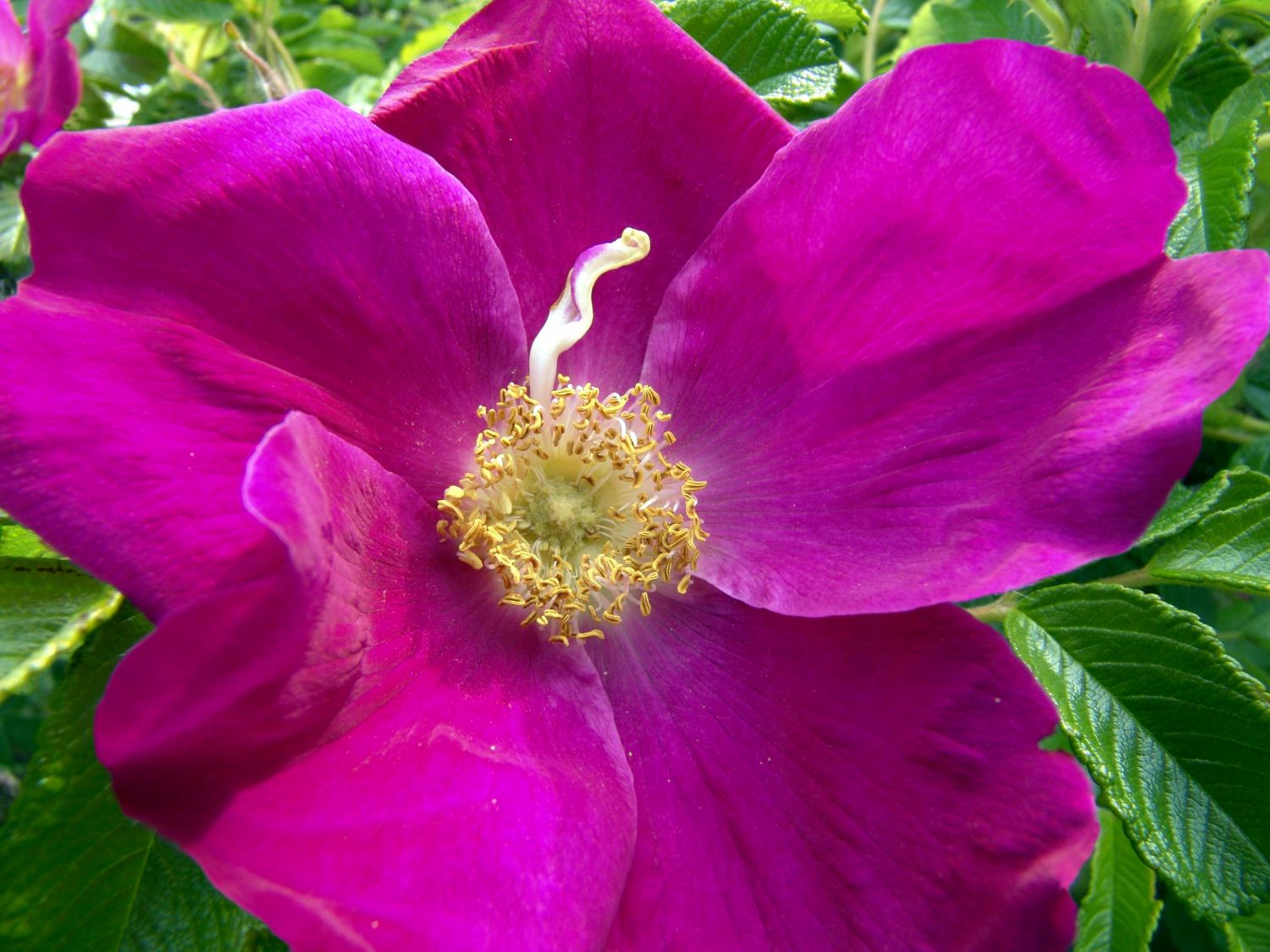 Rote Apfelrose - Rosa rugosa var. rubra