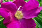 Rote Apfelrose - Rosa rugosa var. rubra