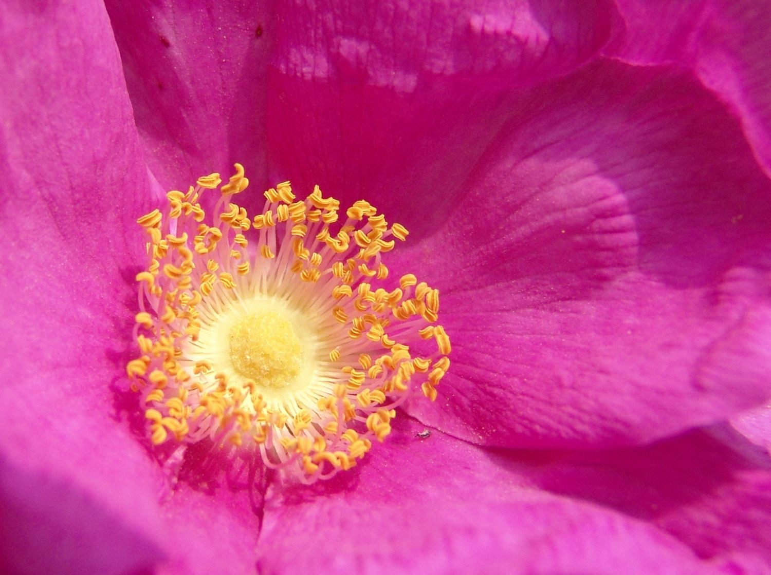 Rote Apfelrose - Rosa rugosa var. rubra