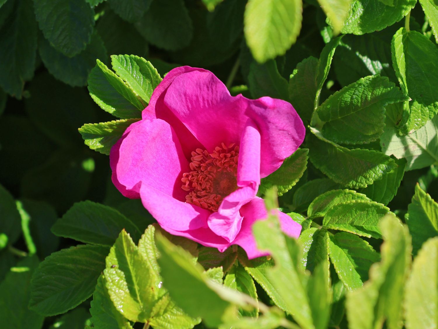 Rote Apfelrose - Rosa rugosa var. rubra