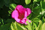 Rote Apfelrose - Rosa rugosa var. rubra