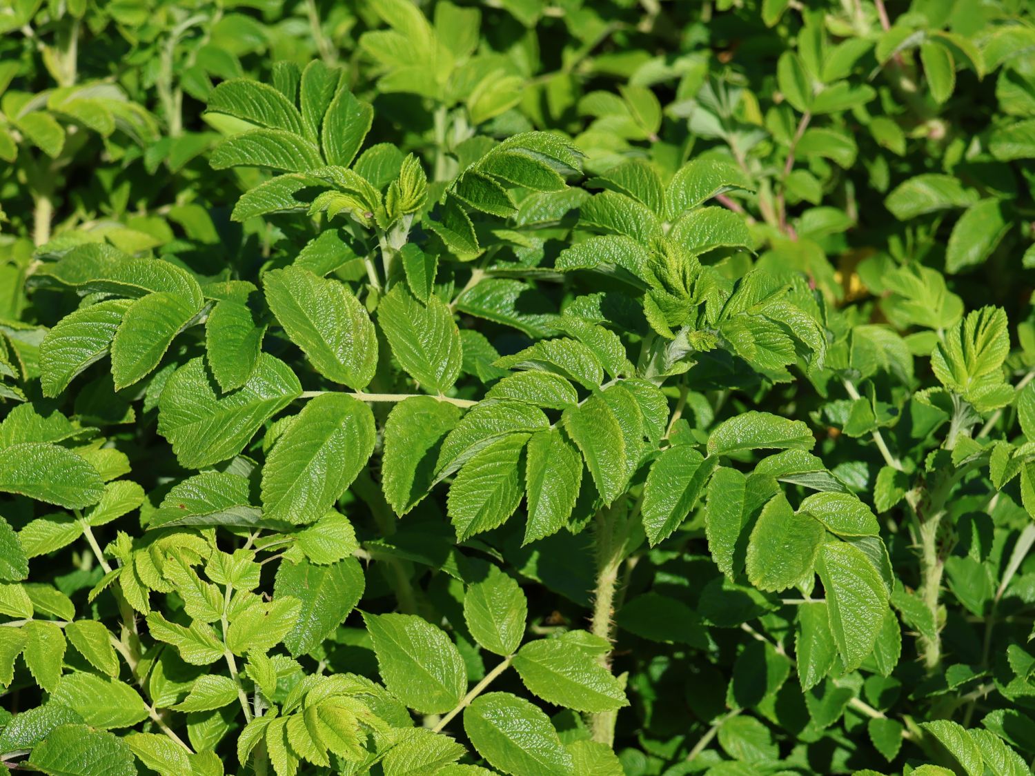 Rote Apfelrose - Rosa rugosa var. rubra