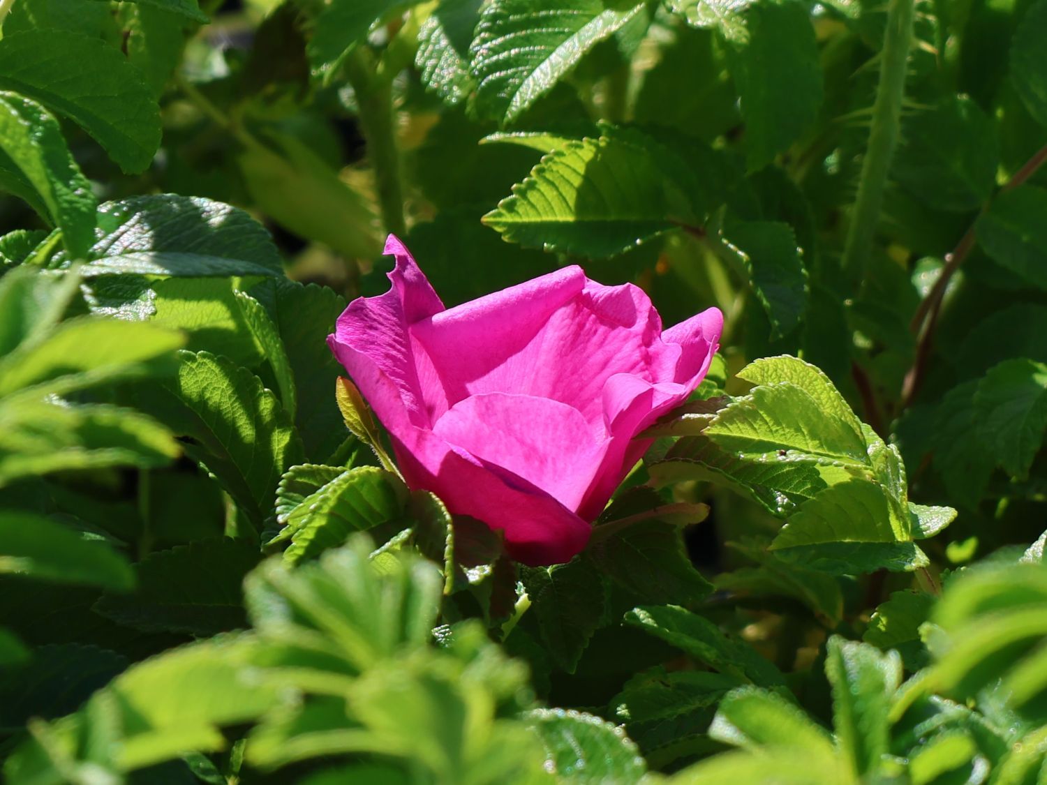 Rote Apfelrose - Rosa rugosa var. rubra