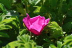Rote Apfelrose - Rosa rugosa var. rubra