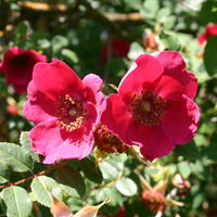Rote Büschelrose / Mandarin-Rose - Rosa moyesii