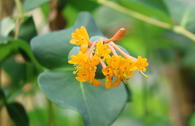Rote Geißschlinge 'Golden Trumpet'