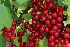 Rote Johannisbeere 'Rolan'