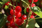 Rote Johannisbeere 'Rosetta' - Ribes rubrum 'Rosetta'