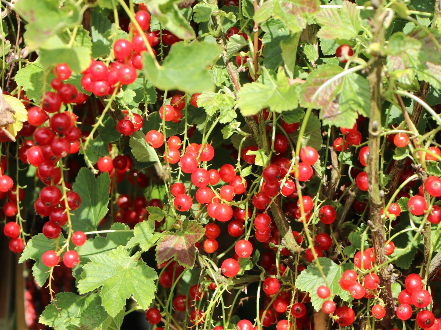 Rote Johannisbeere 'Rosetta' - Ribes rubrum 'Rosetta'