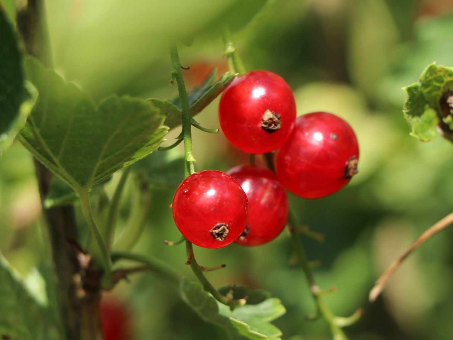 Rote Johannisbeere 'Rosetta' - Ribes rubrum 'Rosetta'