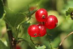 Rote Johannisbeere 'Rosetta' - Ribes rubrum 'Rosetta'