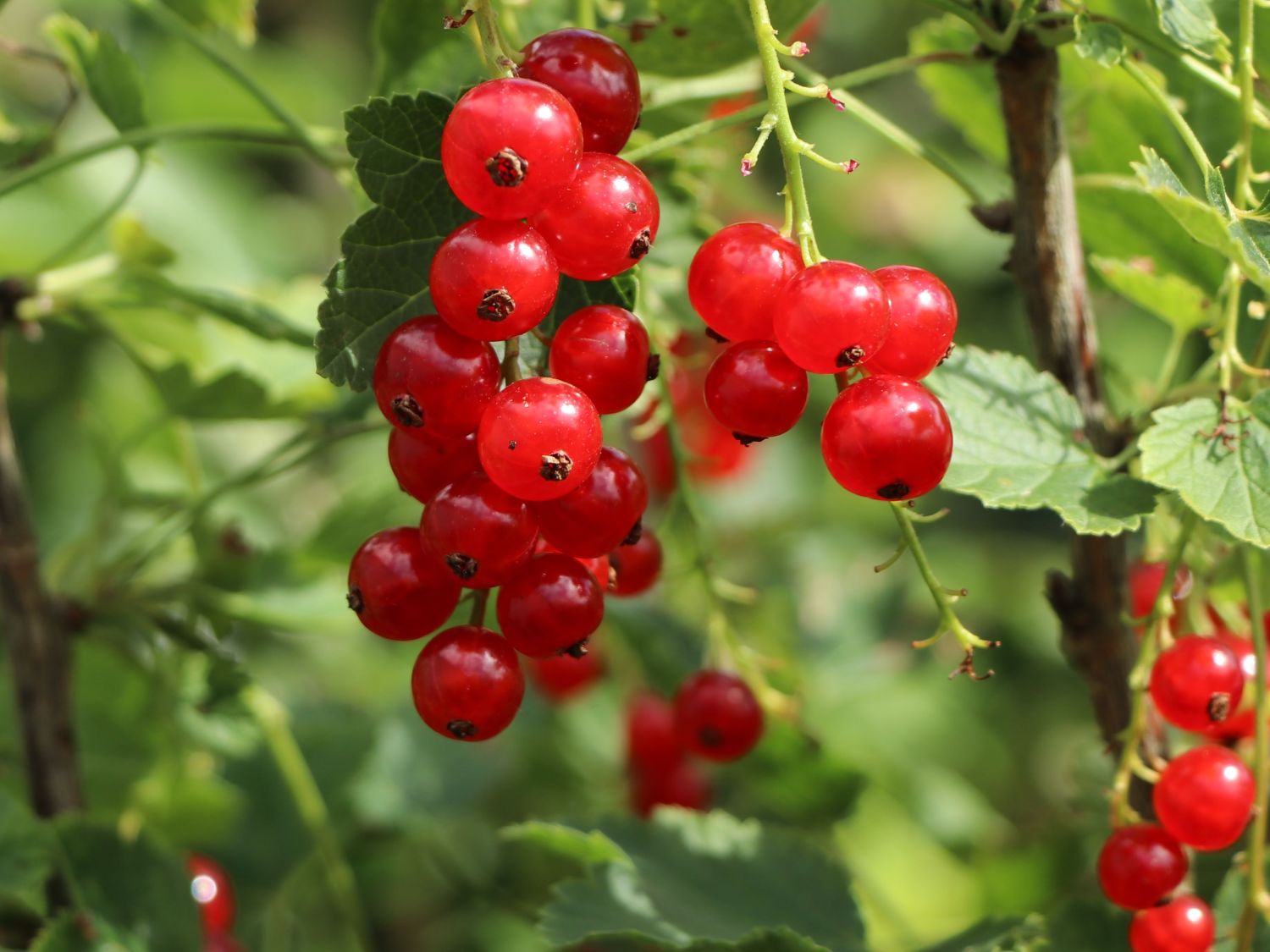 Rote Johannisbeere 'Rosetta' - Ribes rubrum 'Rosetta'