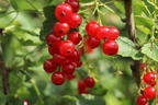 Rote Johannisbeere 'Rosetta' - Ribes rubrum 'Rosetta'