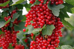 Rote Johannisbeere 'Rovada'