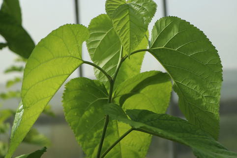 Maulbeere 'Gelso Rosso' - Morus x 'Gelso Rosso'