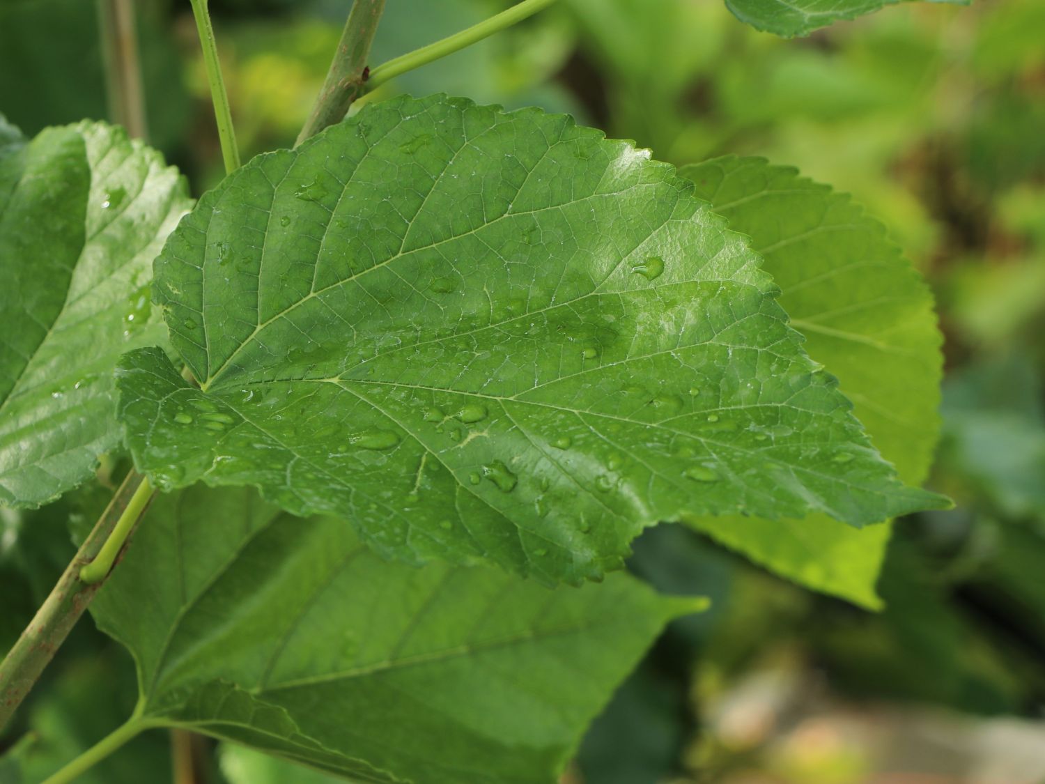 Maulbeere 'Gelso Rosso' - Morus x 'Gelso Rosso'