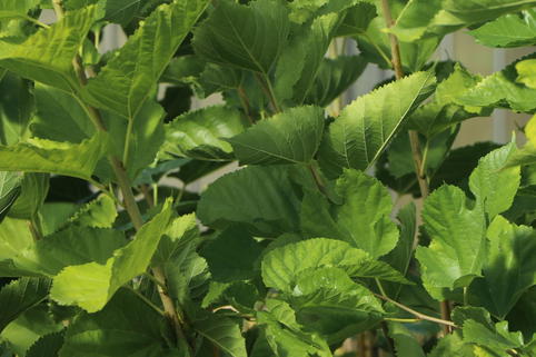 Maulbeere 'Ritthaler Pfälzer' - Morus alba x rubra 'Ritthaler Pfälzer'