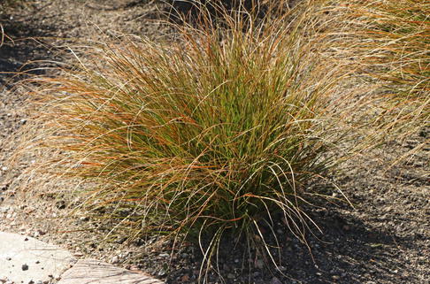Rote Segge 'Prairie Fire' - Carex testacea 'Prairie Fire'
