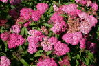 Rote Sommerspiere 'Anthony Waterer' - Spiraea bumalda 'Anthony Waterer'