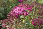 Rote Sommerspiere 'Anthony Waterer' - Spiraea bumalda 'Anthony Waterer'