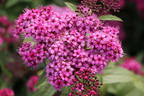 Rote Sommerspiere 'Anthony Waterer' - Spiraea bumalda 'Anthony Waterer'