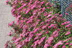 Rote Sommerspiere 'Anthony Waterer' - Spiraea bumalda 'Anthony Waterer'