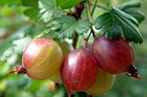 Rote Stachelbeere 'Achilles' - Ribes uva-crispa 'Achilles'