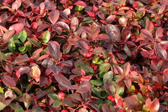 Rote Teppichbeere