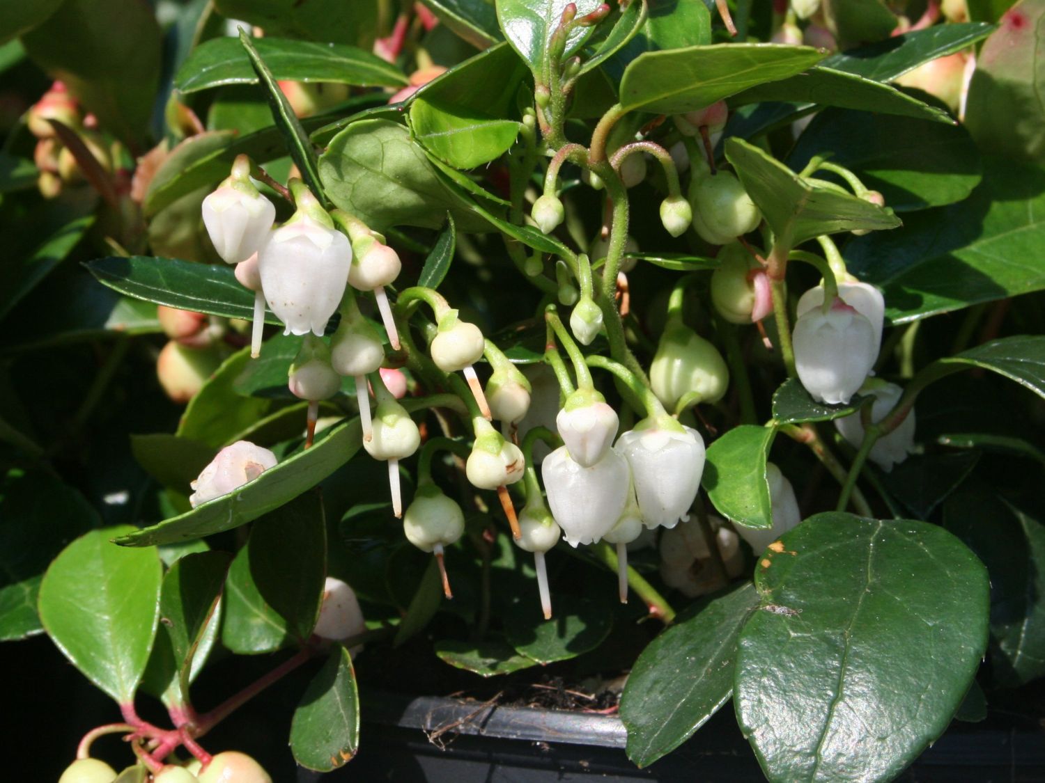 Scheinbeeren (Gaultheria)
