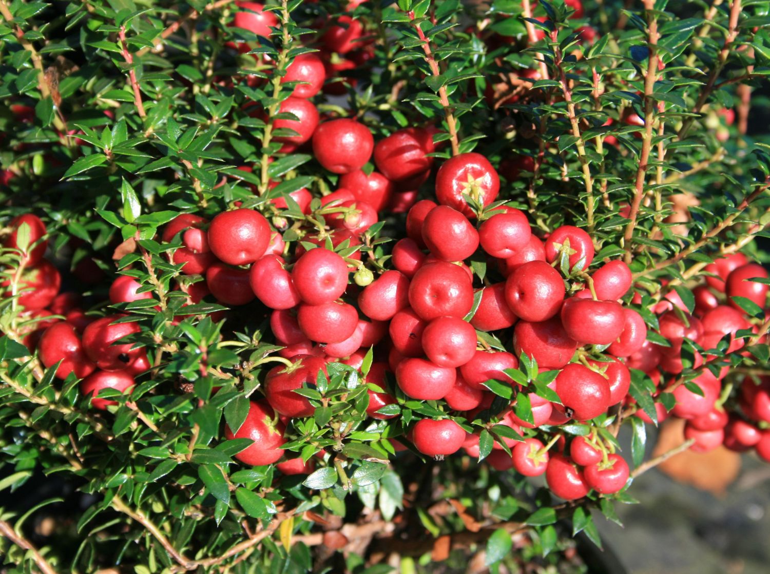 Rote Torfmyrthe