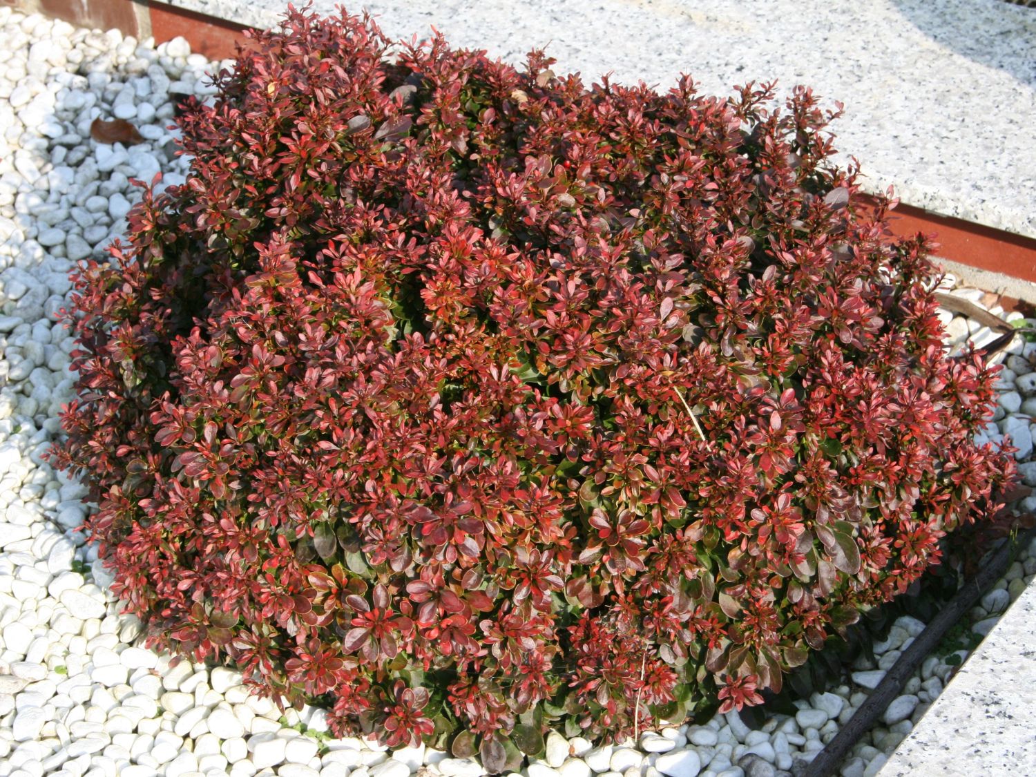 Rote Zwergberberitze / Kleine Blutberberitze 'Atropurpurea Nana'